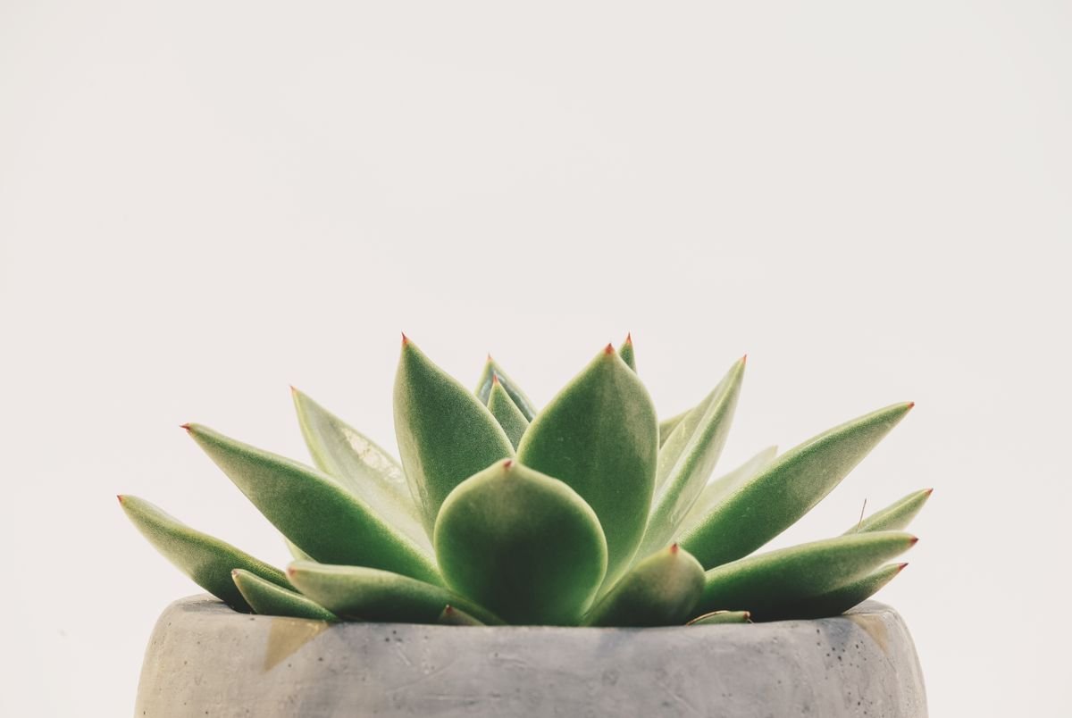 Desk Succulent Planter